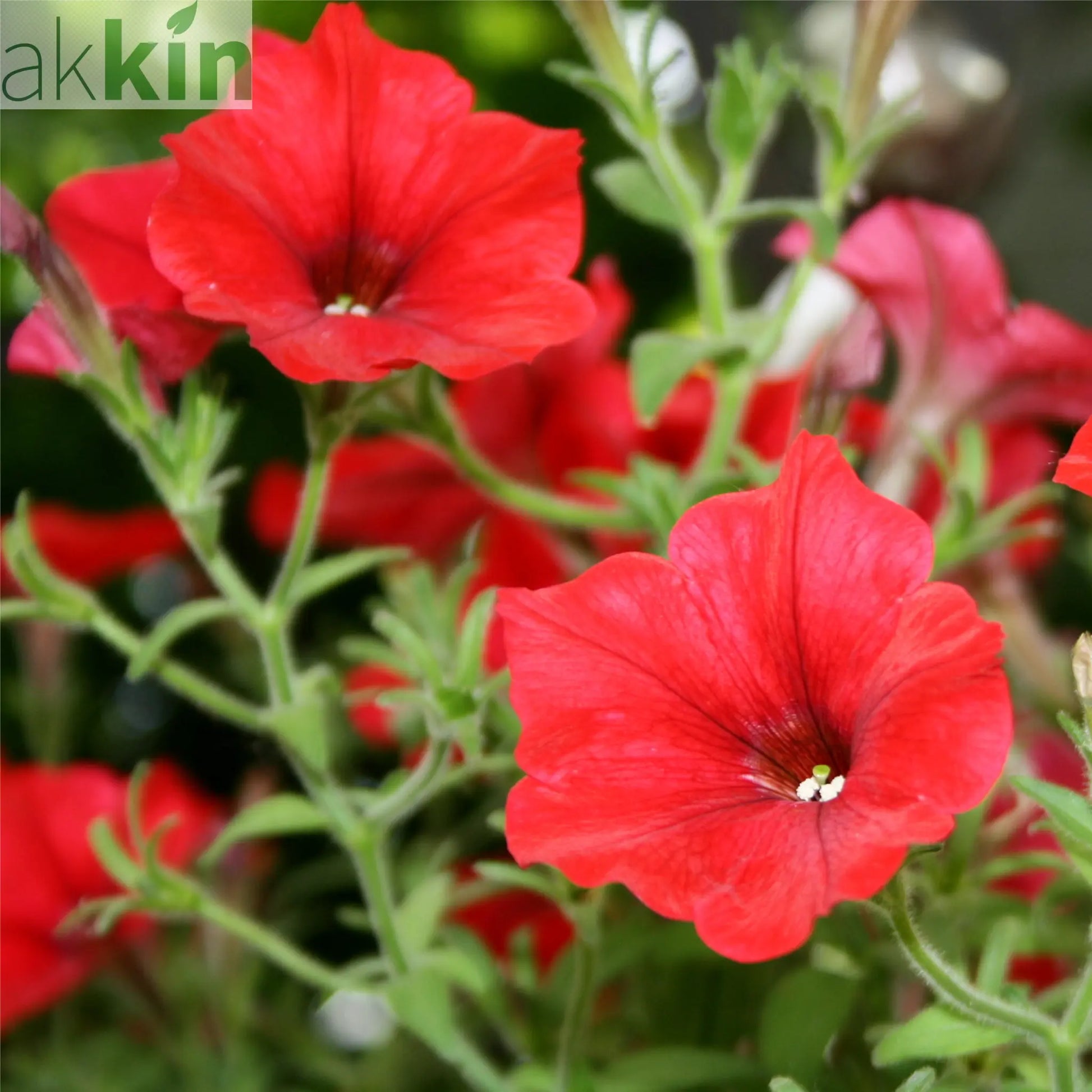Petunia 'Trailing Surfinia Red' 9cm One Click Plants