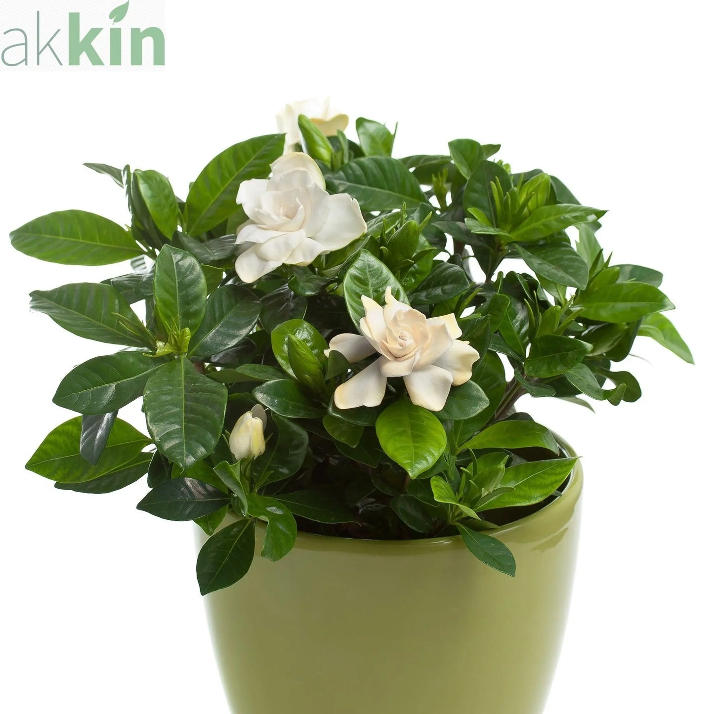 Gardenia Jasminoides | 1.5L Growers Pot One Click Plants