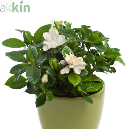Gardenia Jasminoides | 1.5L Growers Pot One Click Plants