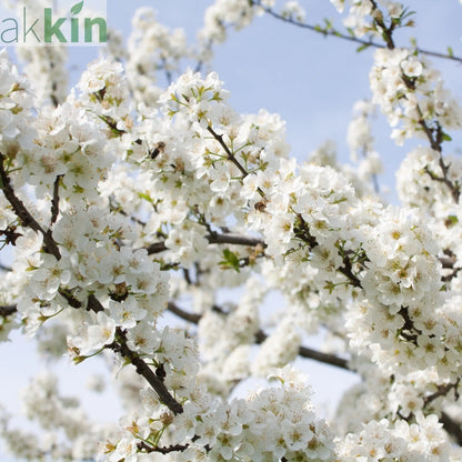 Ornamental Flowering Cherry Blossom Dwarf Tree -  Nipponica ‘Brilliant' (2 Sizes Available) One Click Plants