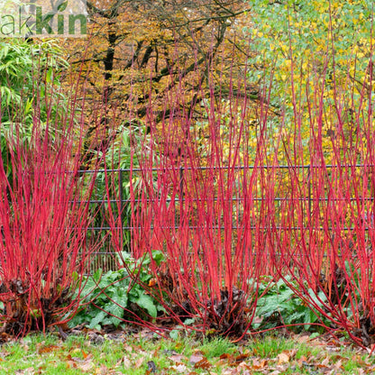 Cornus 'Sibrica' (Siberian Dogwood) 2L One Click Plants