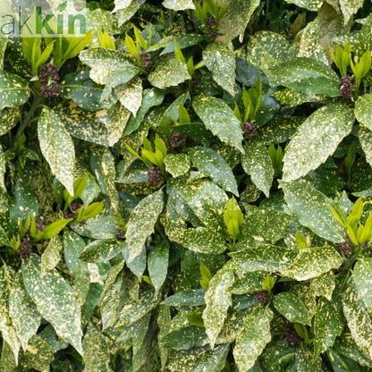 Aucuba Spotted Laurel 2L / 5L One Click Plants
