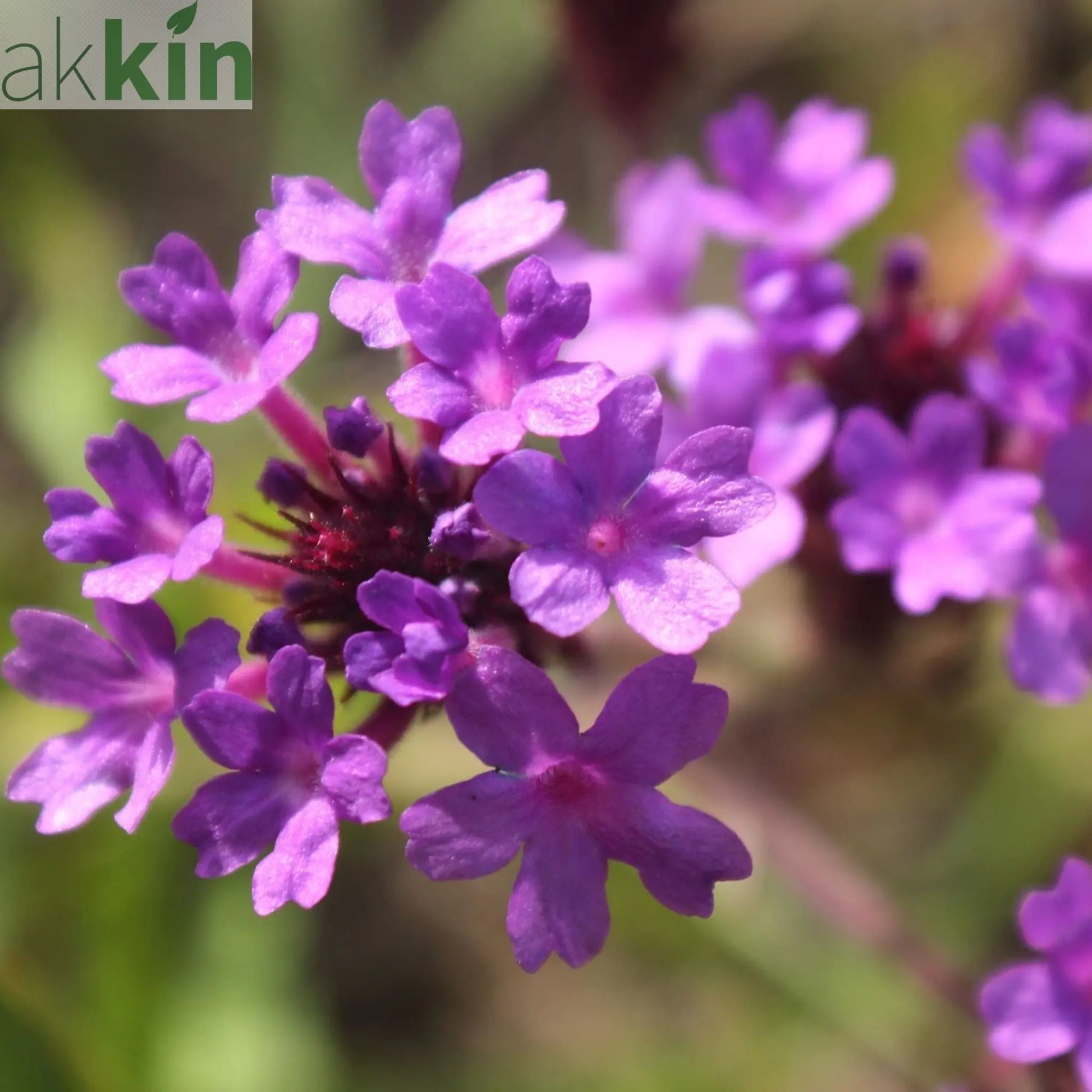 Verbena 'Rigida' 9cm/1.5L/2L One Click Plants