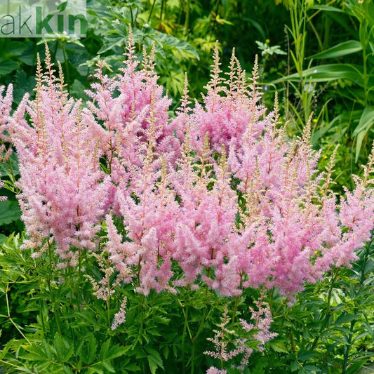 Astilbe 'Vision Inferno' Pink - 1.5L One Click Plants
