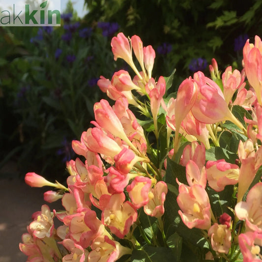 Weigela 'All Summer Peach' 9cm One Click Plants