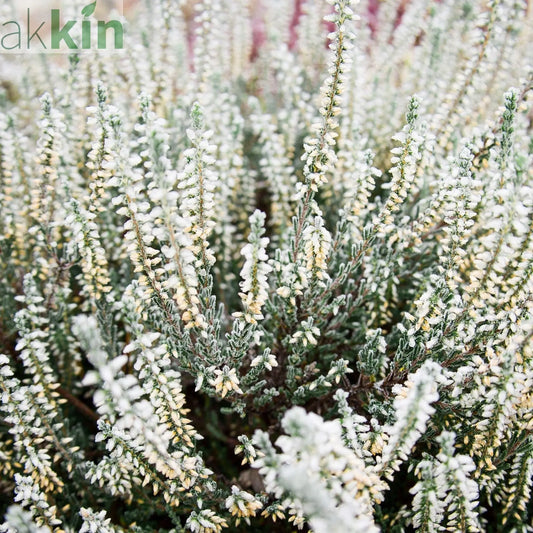 Calluna Heather White (9cm Pot) One Click Plants