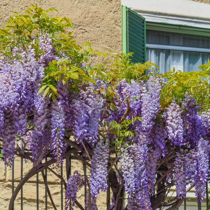 Wisteria Brachybotrys ikon yama fuji - 6.5L One Click Plants