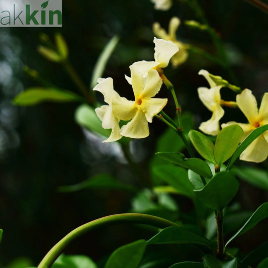 Trachelospermum jasminum 'Star of Toscana' (Yellow Evergreen Star Jasmine) One Click Plants